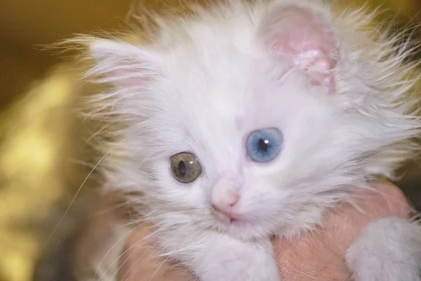 Chaton Gros Plan Avec Couleur Geretochromia — Photo