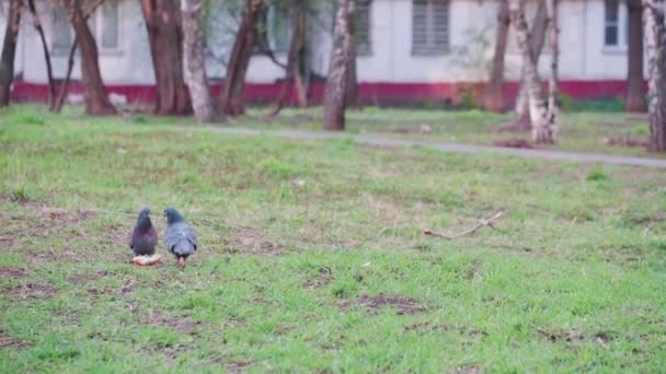 Pigeons Eating Bun Green Grass Medium Plan Color — Stock Video