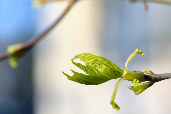 Foto Macro Álamo Cor Dos Rins — Fotografia de Stock