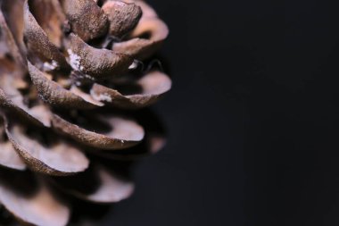 makro yaprak çıkıntıları, düşük ışık, siyah arkaplan rengi