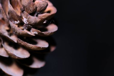 makro yaprak çıkıntıları, düşük ışık, siyah arkaplan rengi