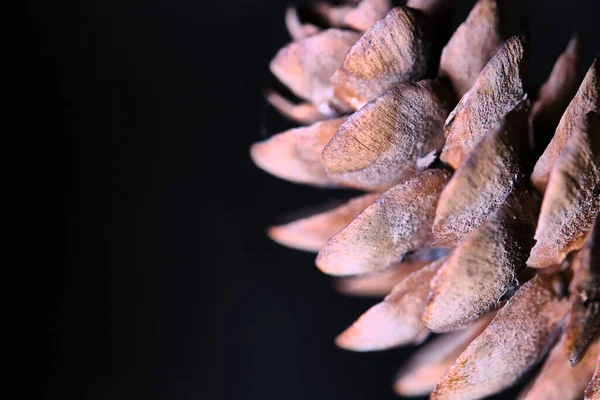 Makro Löv Knölar Svagt Ljus Svart Bakgrund Färg — Stockfoto