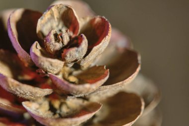 makro yaprak çıkıntıları, düşük ışık, gri arkaplan rengi