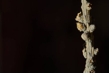 makro tarla dalı, düşük ışık, soyut arkaplan rengi