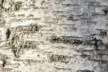 huş ağacı kabuğu makro renginin dokusu