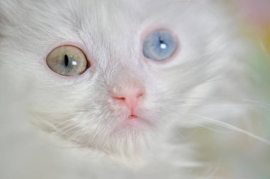 Heterokromisi olan kedi yavrusu Türk angorası.