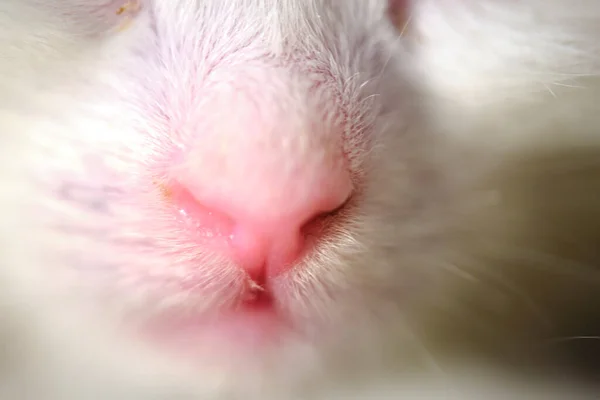 Pink Cat Nose Macro Color — Stock Photo, Image