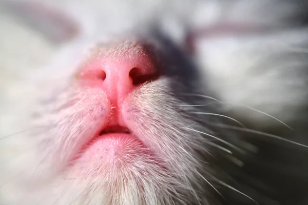 pink cat\'s nose macro color