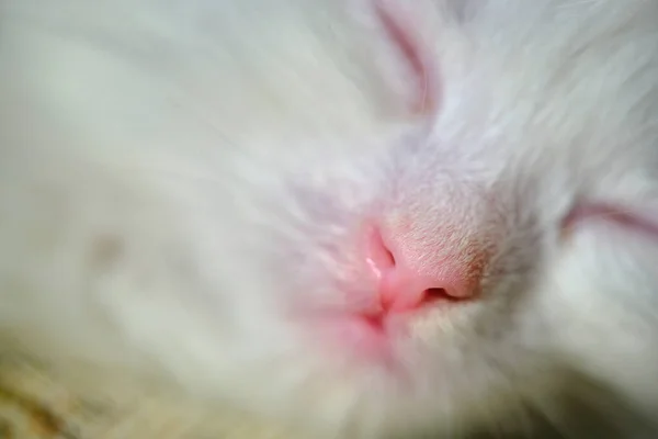 Sono Gatinho Branco Fechar Cor — Fotografia de Stock