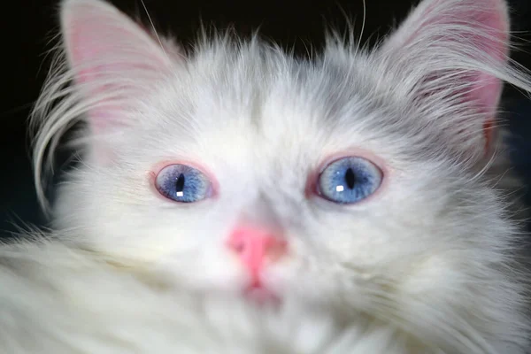 Angora Turca Con Ojos Azules Color —  Fotos de Stock