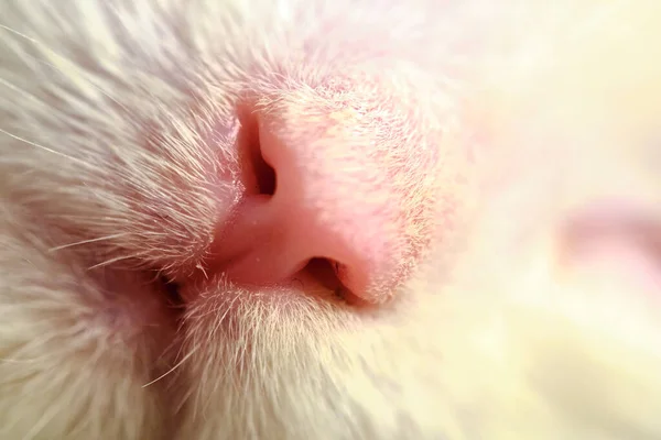 Różowy Kot Nos Makro Kolor — Zdjęcie stockowe