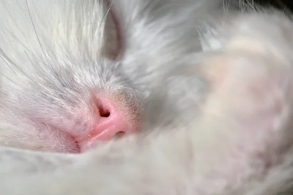 Λευκό Γατάκι Κοιμάται Κοντά Χρώμα — Φωτογραφία Αρχείου