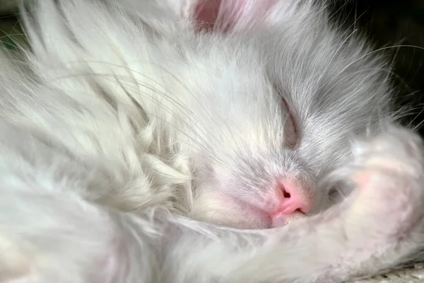 Gatinho Branco Dorme Close Cor — Fotografia de Stock