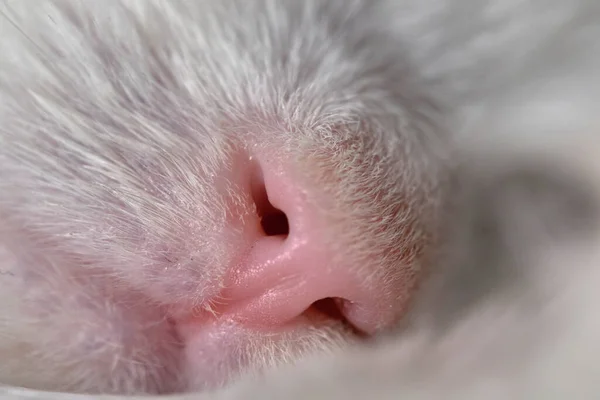 Barva Makra Nosu Růžové Kočky — Stock fotografie