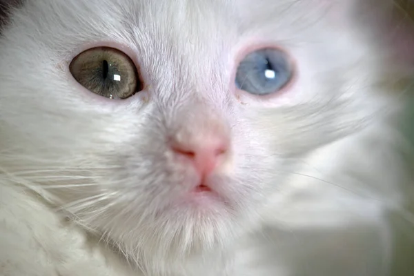 Kitten Turkish Angora Heterochromia Close — Stock Photo, Image