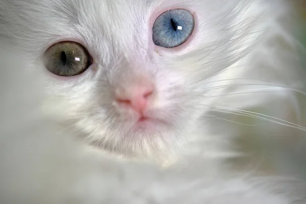 Koťátko Turecká Angora Heterochromií Zblízka — Stock fotografie