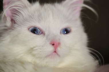 Mavi gözlü Türk angorası, yaklaş, az ışık