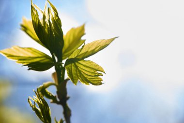 Kavak tomurcukları makro renk açtı