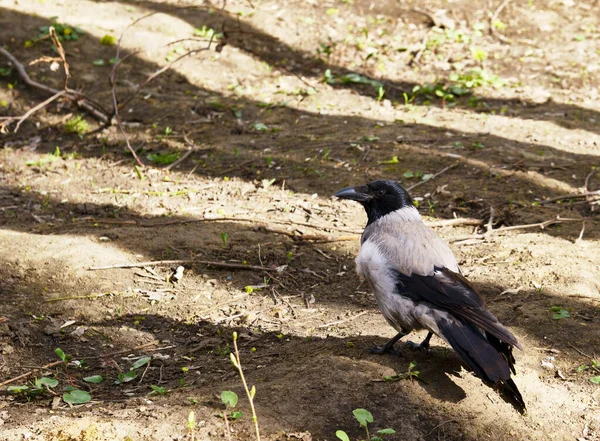 Gray Crow Ground Color — стоковое фото