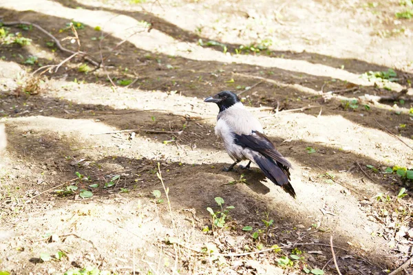 地面颜色上的灰乌鸦 — 图库照片