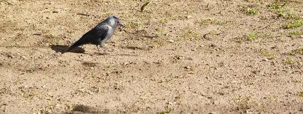 Zwarte Vogel Begane Grond Kleur — Stockfoto