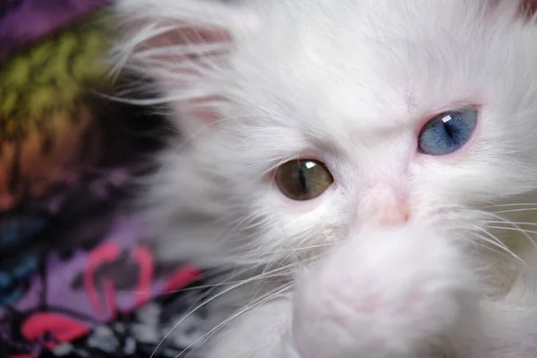 Gatinho Com Heterocromia Close Baixa Luz — Fotografia de Stock