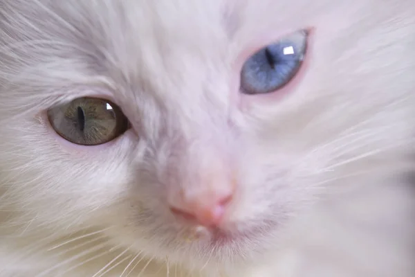 Gatinho Com Heterocromia Close Baixa Luz — Fotografia de Stock