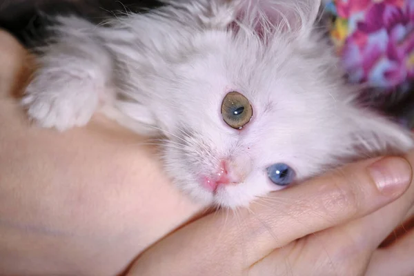 Elinde Heterokromi Olan Kedi Yavrusu Yakın Plan Düşük Işık — Stok fotoğraf
