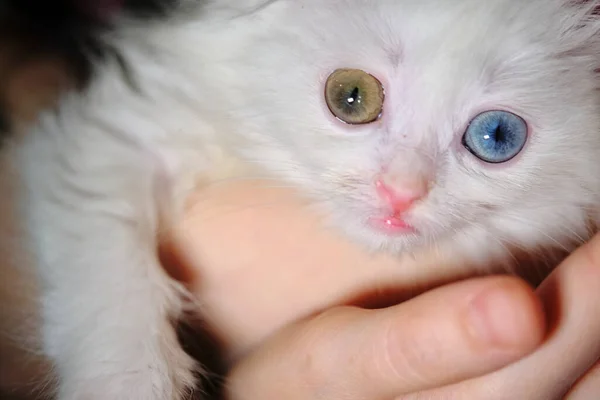 Gatinho Com Heterocromia Mão Close Baixa Luz — Fotografia de Stock