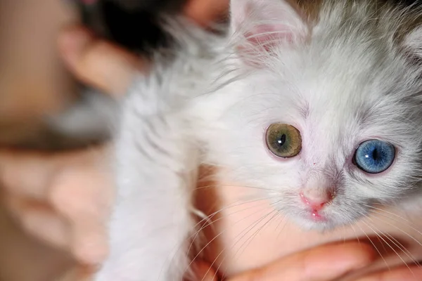 Kitten Met Heterochromie Hand Close Weinig Licht — Stockfoto