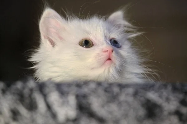 子猫ちゃんとヘテロクロミアヒデンクローズアップローライト — ストック写真
