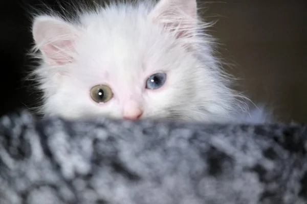 Gatinho Com Heterocromia Hiden Close Baixa Luz — Fotografia de Stock