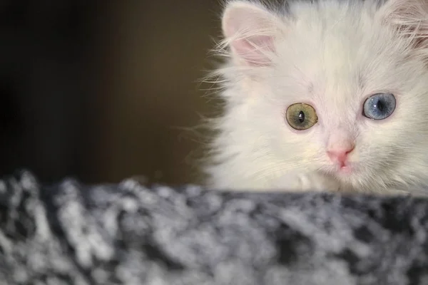 Kitten Heterochromia Hiden Close Low Light — Stock Photo, Image