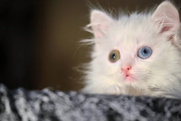 Kitten Met Heterochromie Verstoppen Close Weinig Licht — Stockfoto