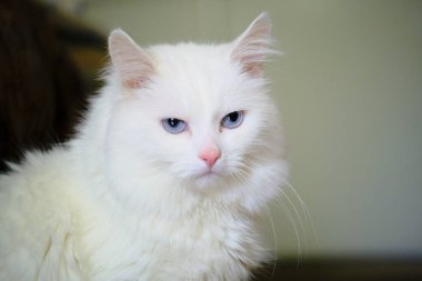 Mavi gözlü Türk angorası