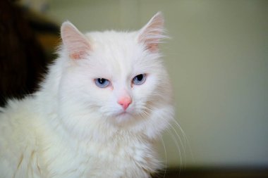 Mavi gözlü Türk angorası