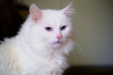 Mavi gözlü Türk angorası