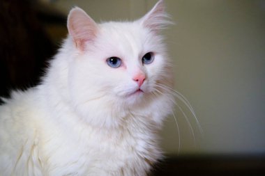 Mavi gözlü Türk angorası