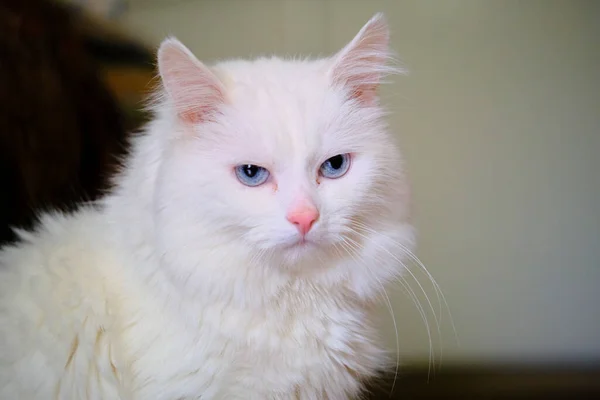 Turkse Angora Met Blauwe Ogen — Stockfoto