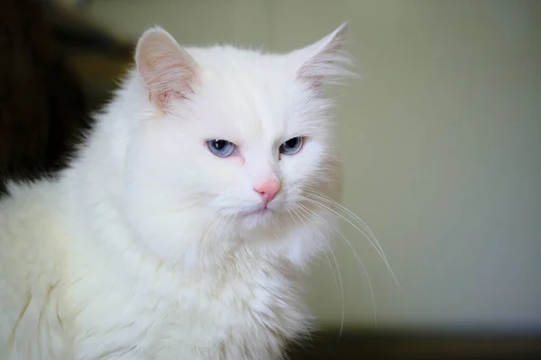 Angora Turca Con Gli Occhi Azzurri — Foto Stock