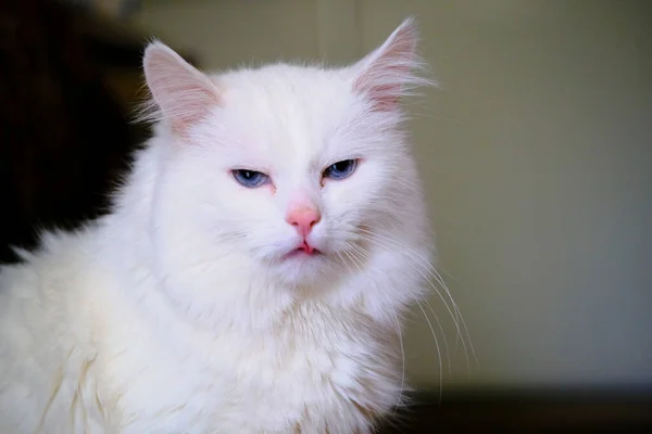 Angora Turca Con Gli Occhi Azzurri — Foto Stock