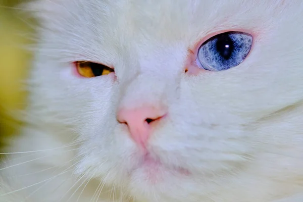 Türkische Angora Mit Heterochromie Aus Nächster Nähe — Stockfoto