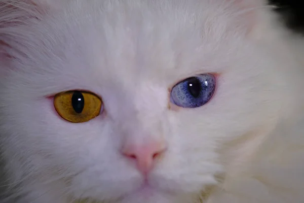 Turkish Angora Heterochromia Close — Stock Photo, Image