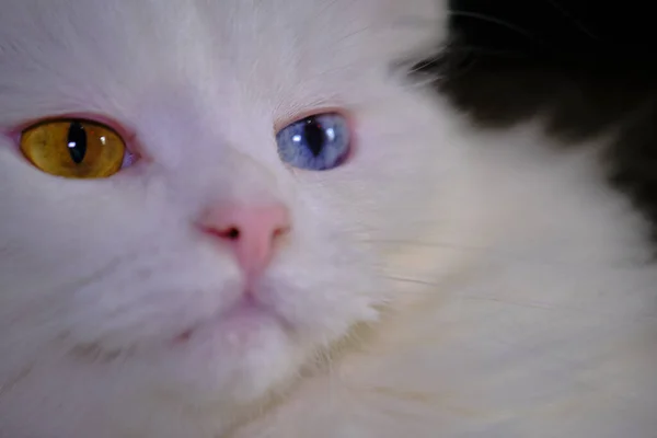 Turkish Angora Heterochromia Close — Stock Photo, Image