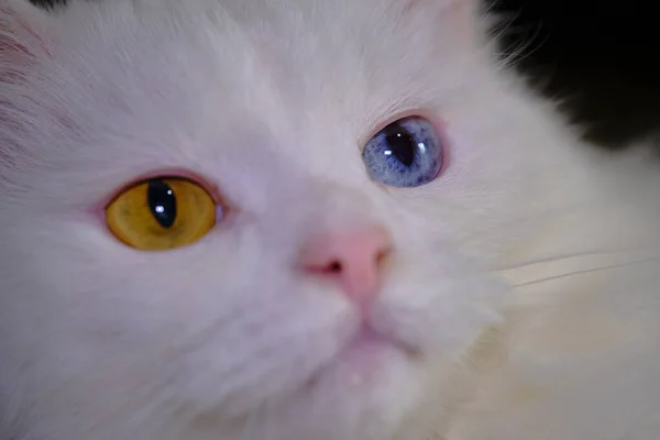 Turecka Angora Heterochromią Zbliżenie — Zdjęcie stockowe