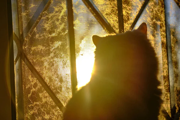 猫坐在窗前的轮廓上 — 图库照片