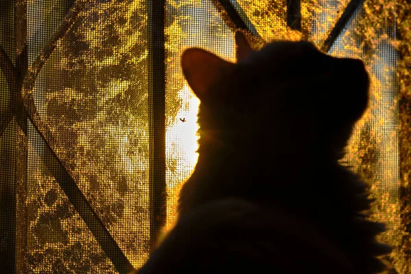Katze Sitzt Auf Fenstersilhouetten — Stockfoto