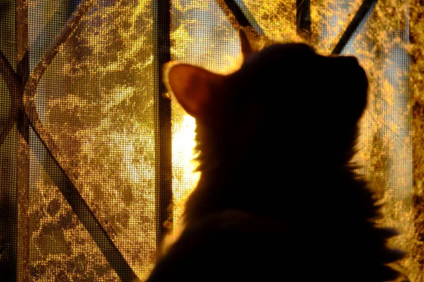 猫坐在窗前的轮廓上 — 图库照片