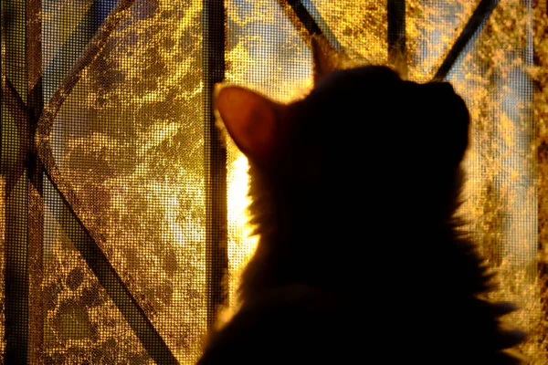 猫は窓のシルエットに座っている — ストック写真