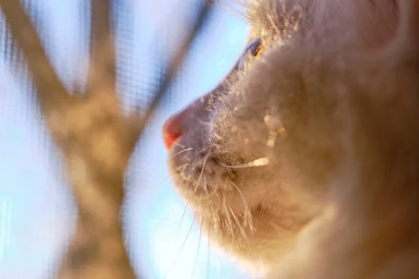 Vit Katt Tittar Genom Fönstret — Stockfoto